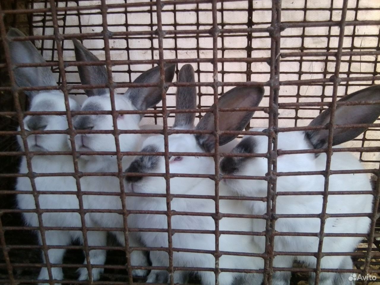 Кролики великаны купить на Зозу.ру - фотография № 5