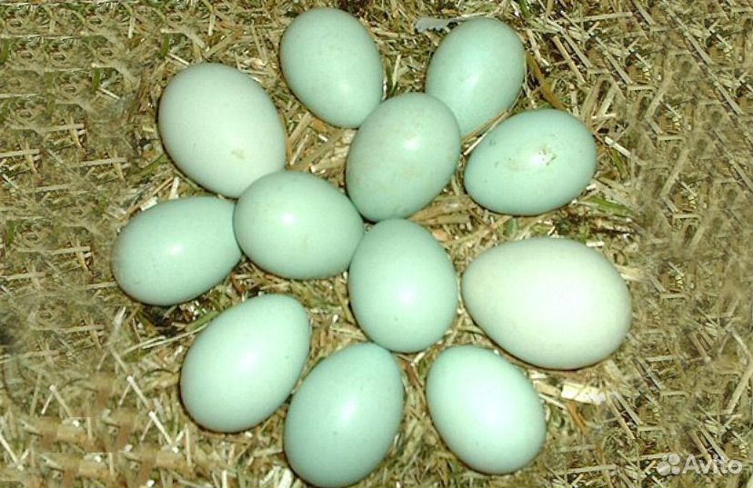 Порода кур голубые яйца фото. Лакеданзи яйца. Куры Араукана яйца. Яйца кур Лакеданзи. Лакеданзи порода кур яйца.