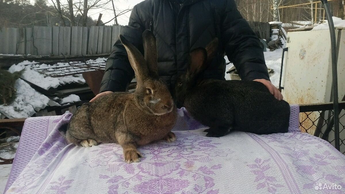 Породистые кролики великаны купить на Зозу.ру - фотография № 2