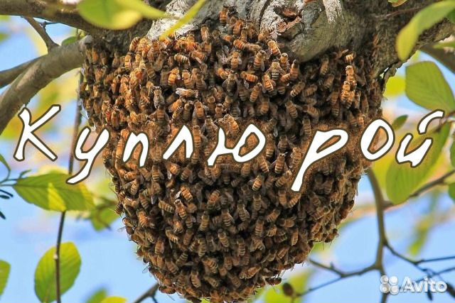Хряки и пчёлы купить на Зозу.ру - фотография № 1