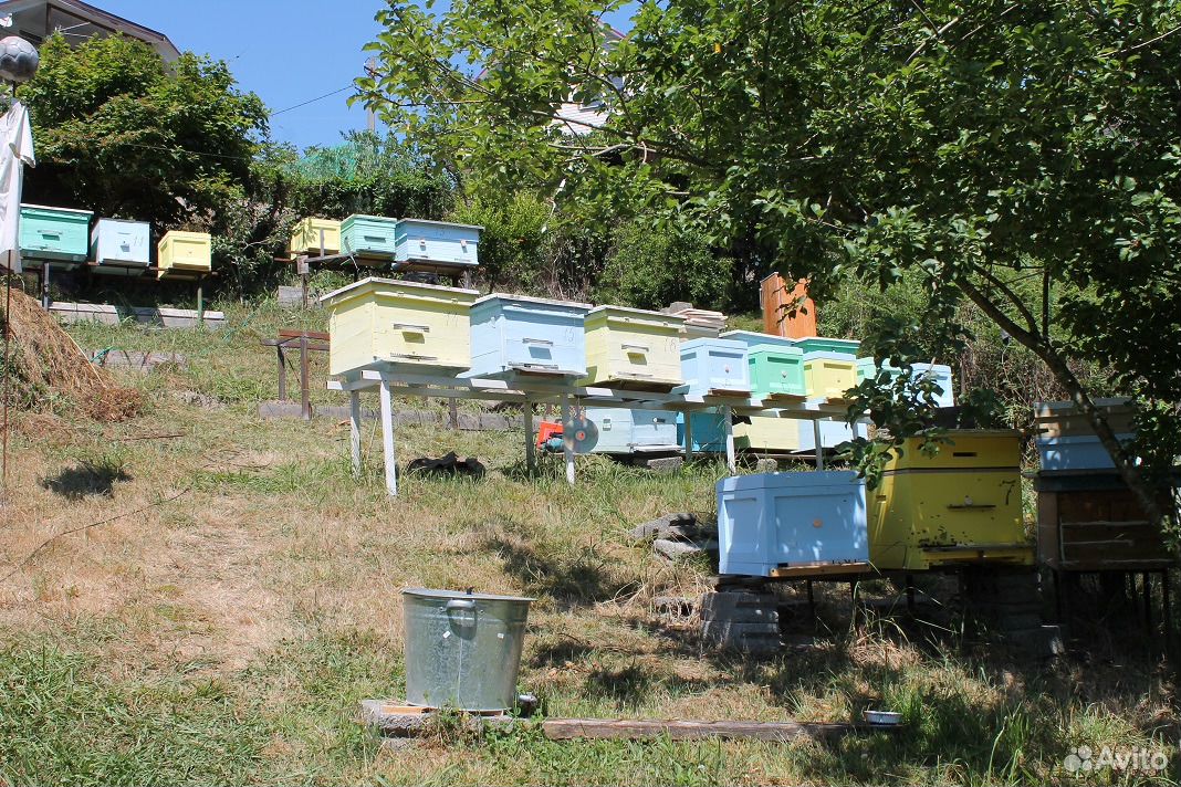 Мёд каштановый горный в Сочи купить на Зозу.ру - фотография № 5