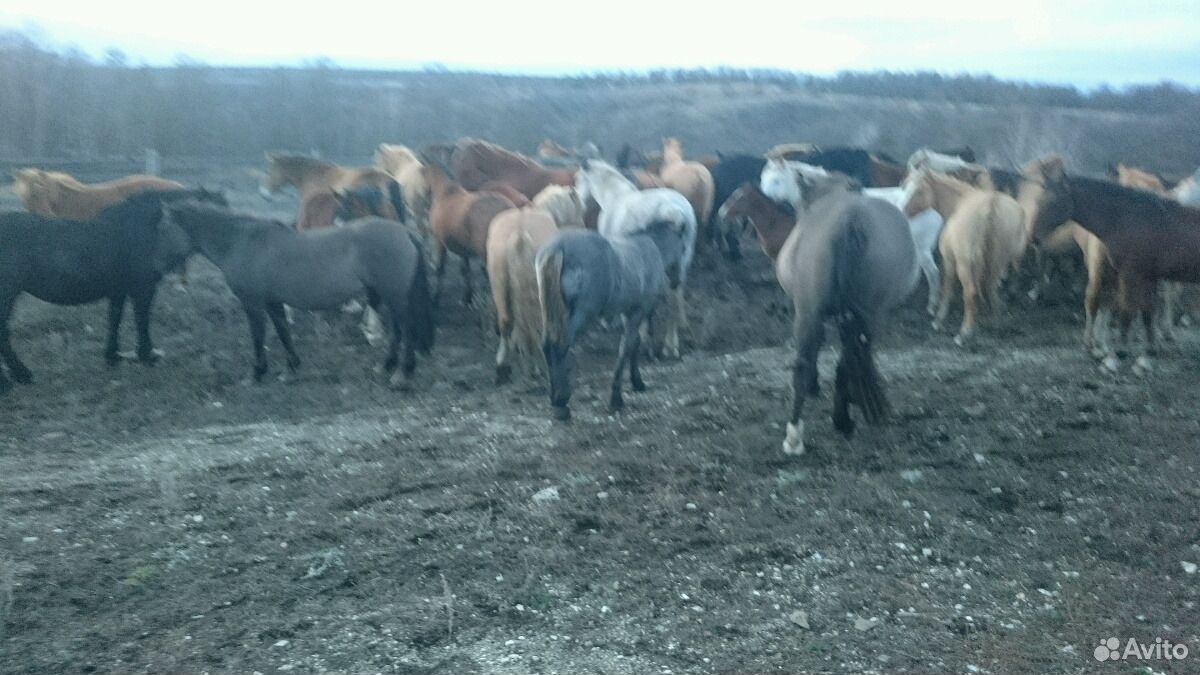 Лошади продажа, обмен на зерно купить на Зозу.ру - фотография № 9