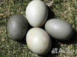 Инкубационное яйцо утки " Каюга" купить на Зозу.ру - фотография № 2
