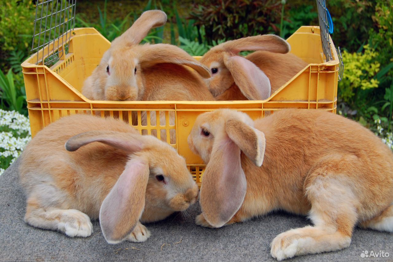 Кролики купить в московской
