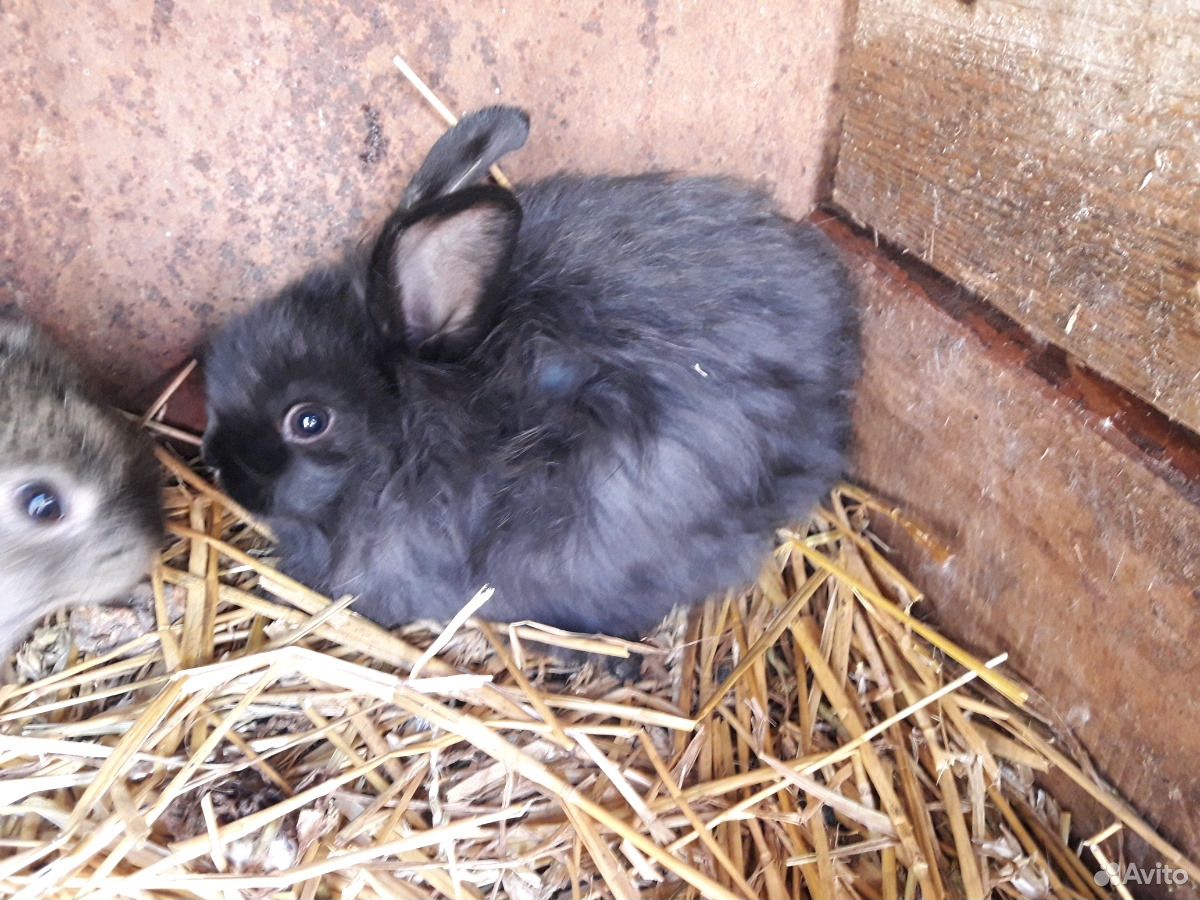 Кролики гладкие,шерстяные,декоративные купить на Зозу.ру - фотография № 8