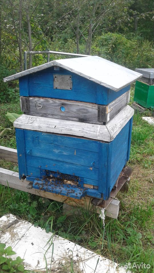 Пчелы и ульи купить на Зозу.ру - фотография № 5