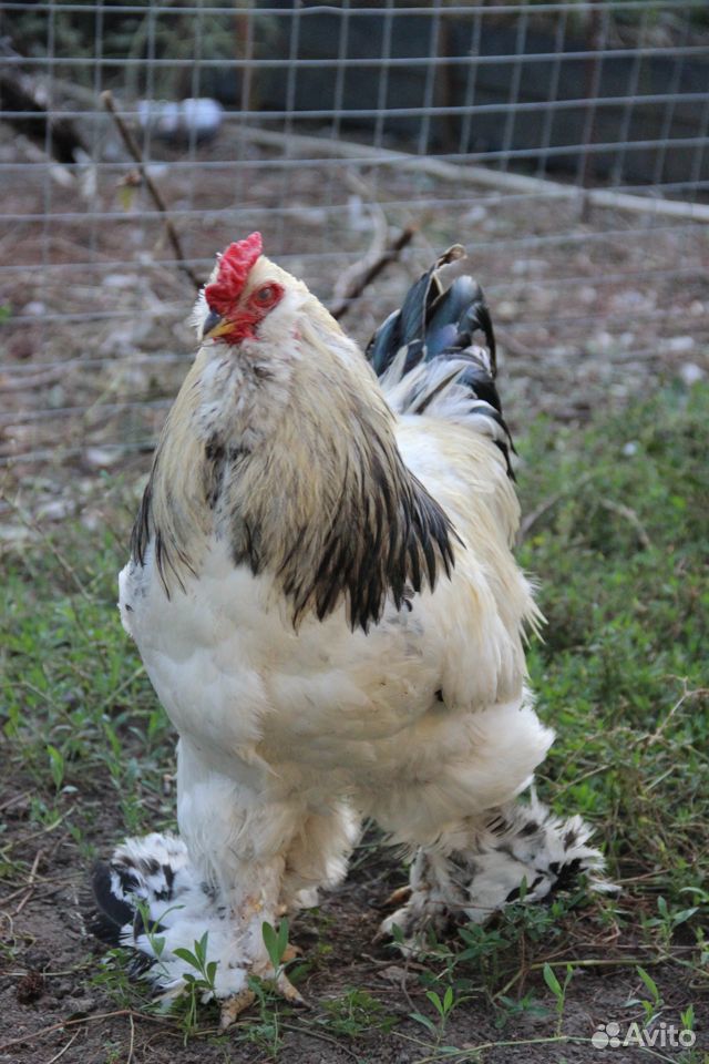 Цыплята породы фавероль красивые И продуктивные купить на Зозу.ру - фотография № 6
