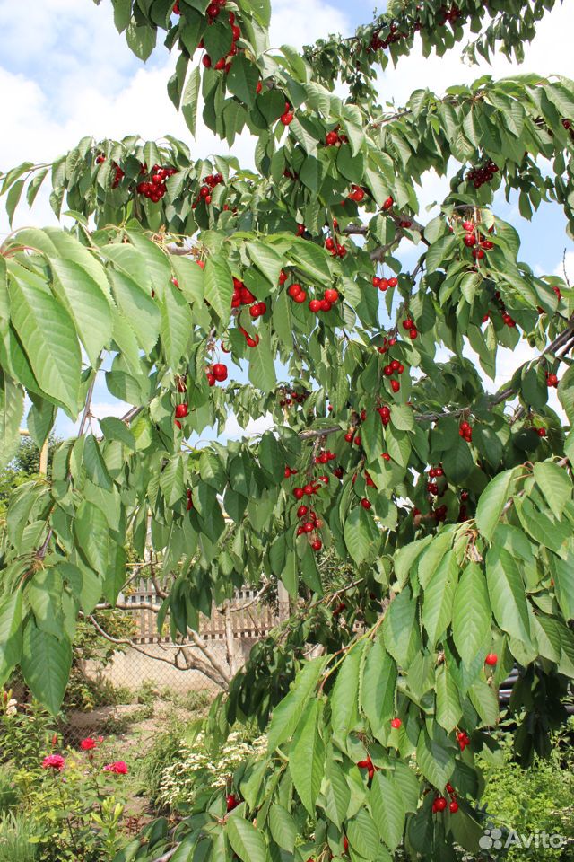 Саженцы плодовых деревьев,яблони,кустарников и роз купить на Зозу.ру - фотография № 2
