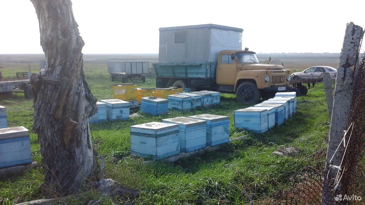 Натуральный мёд - своя пасека купить на Зозу.ру - фотография № 7