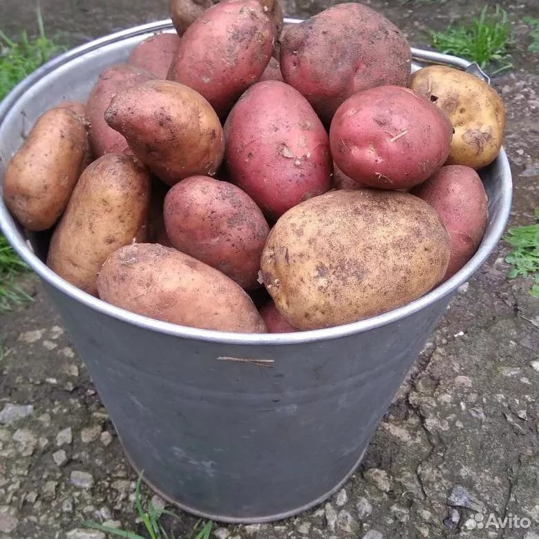 Картошка, деревенская, крупная купить на Зозу.ру - фотография № 1