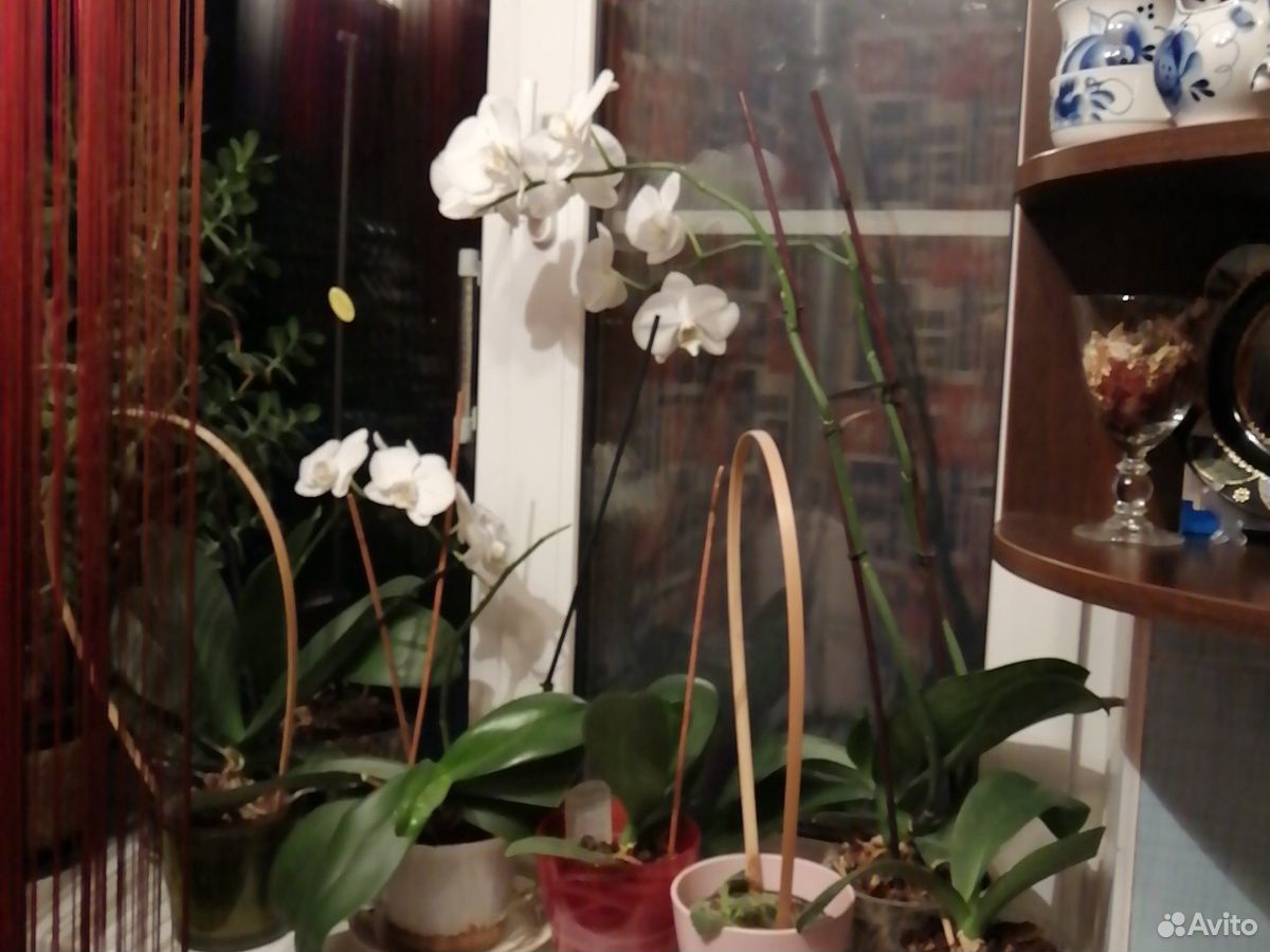 Орхидея купить на Зозу.ру - фотография № 4