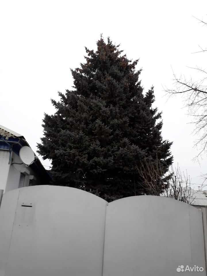 Продётся взрослая голубая ель высотой 14-15 метров купить на Зозу.ру - фотография № 1