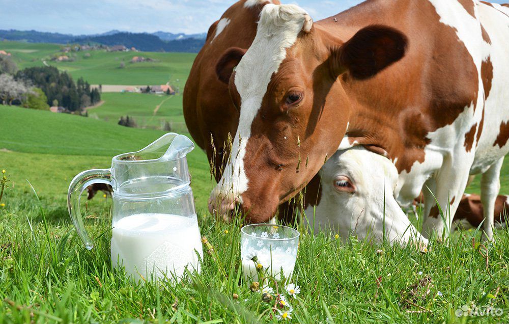 Молоко коровье парное и творог купить на Зозу.ру - фотография № 1