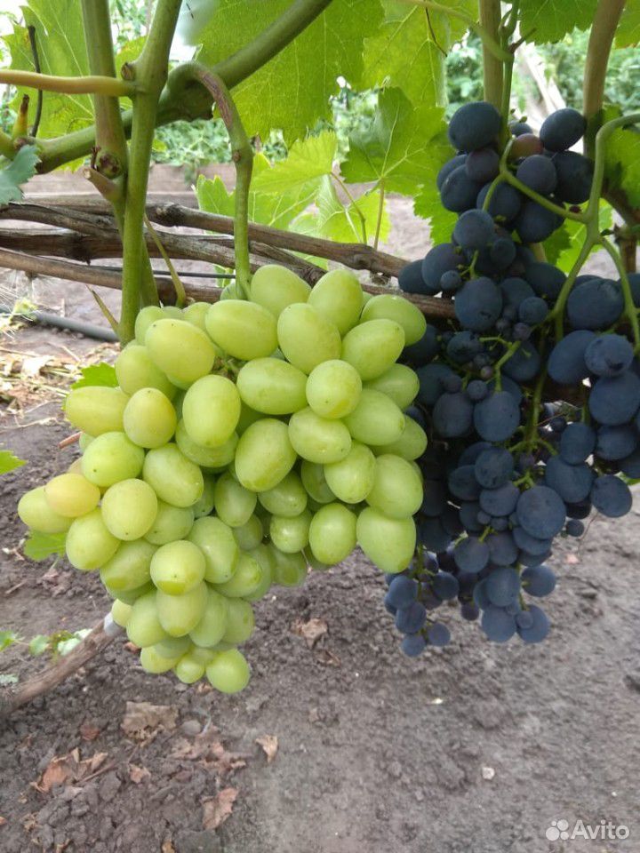 Саженцы столового винограда купить на Зозу.ру - фотография № 8