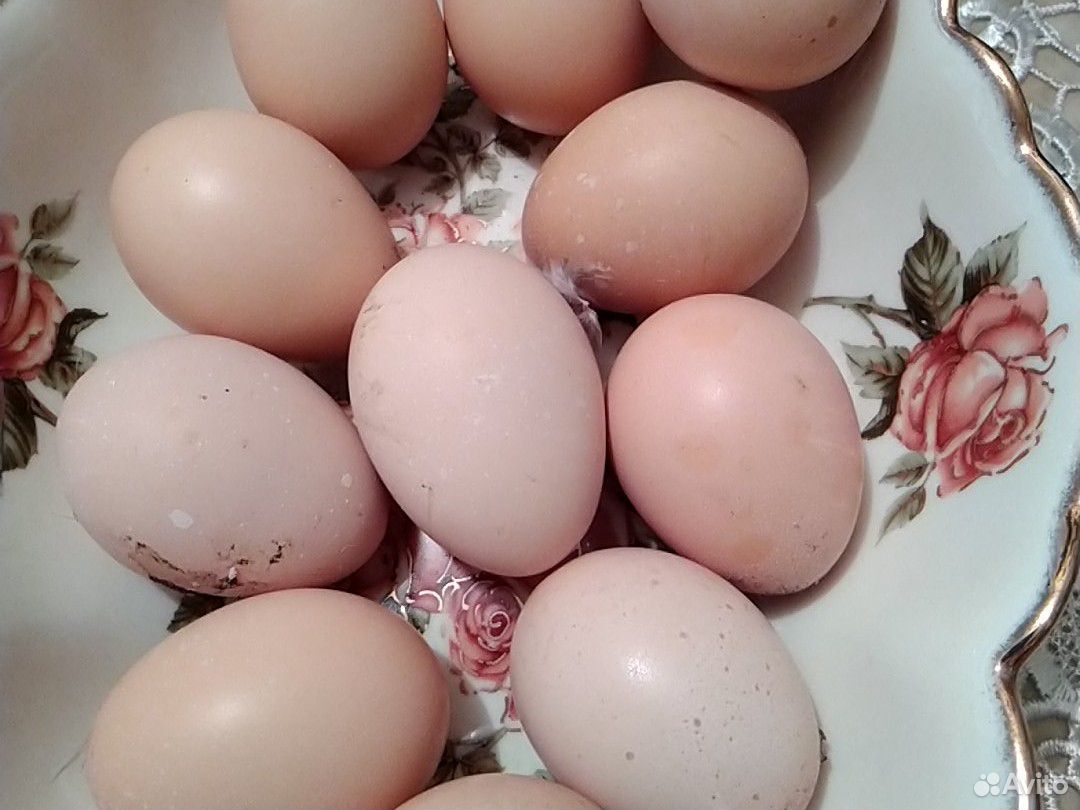 Яйца байцовских кур купить на Зозу.ру - фотография № 1