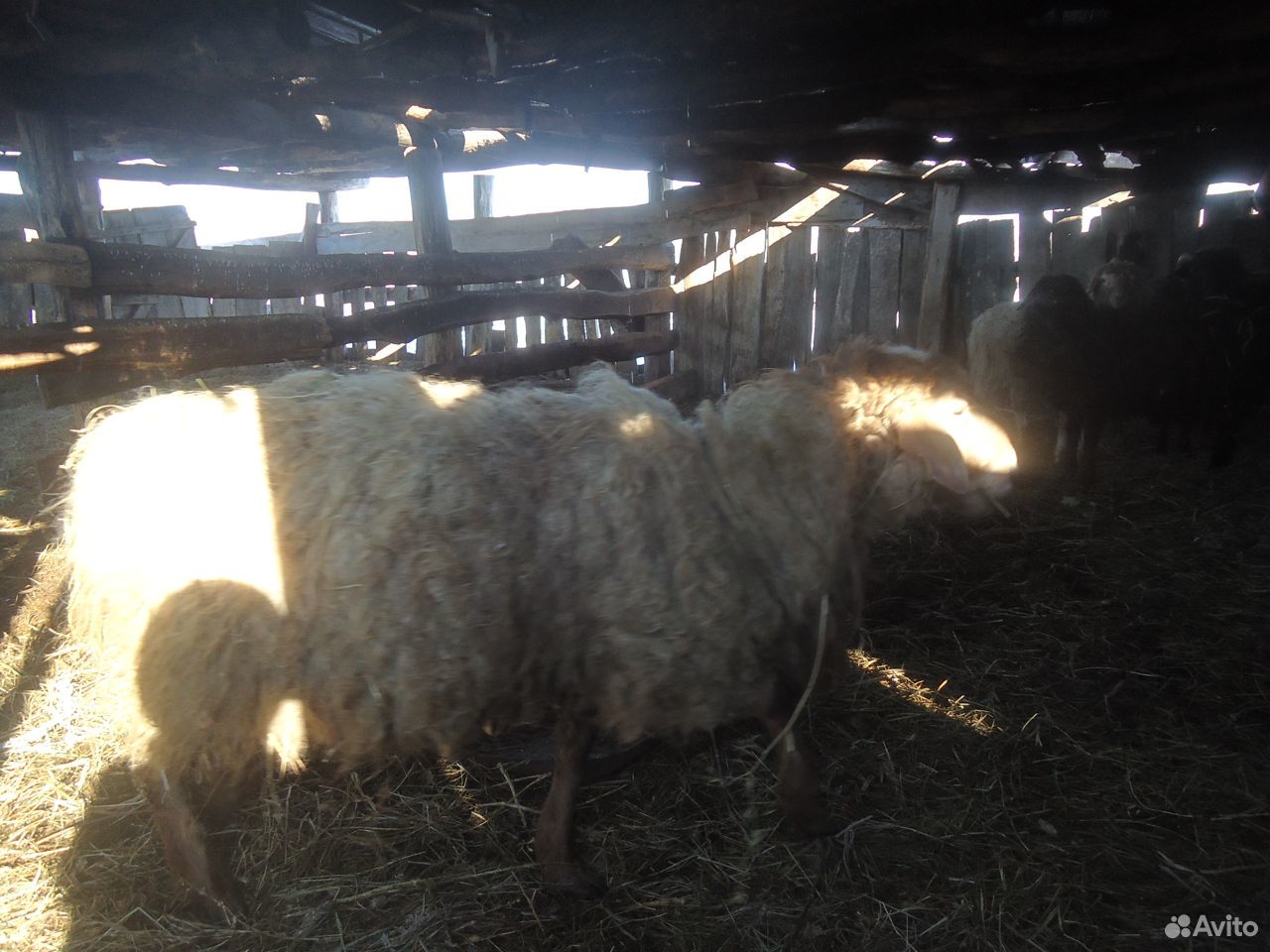 Овцы курдючные, сено рулонное купить на Зозу.ру - фотография № 2