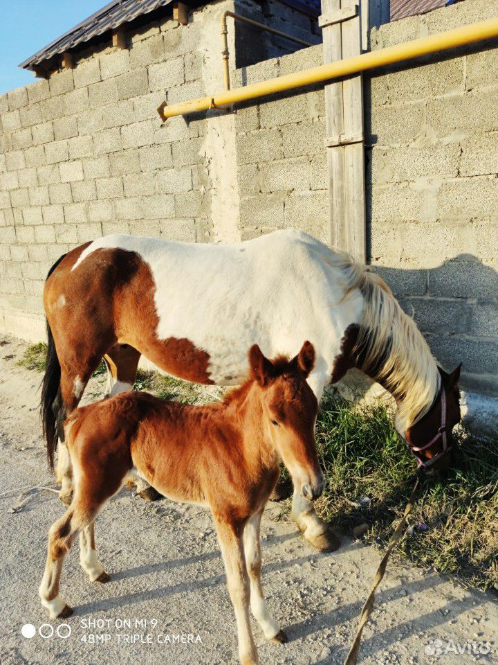 Обученная Лошадь с жеребёнком купить на Зозу.ру - фотография № 4