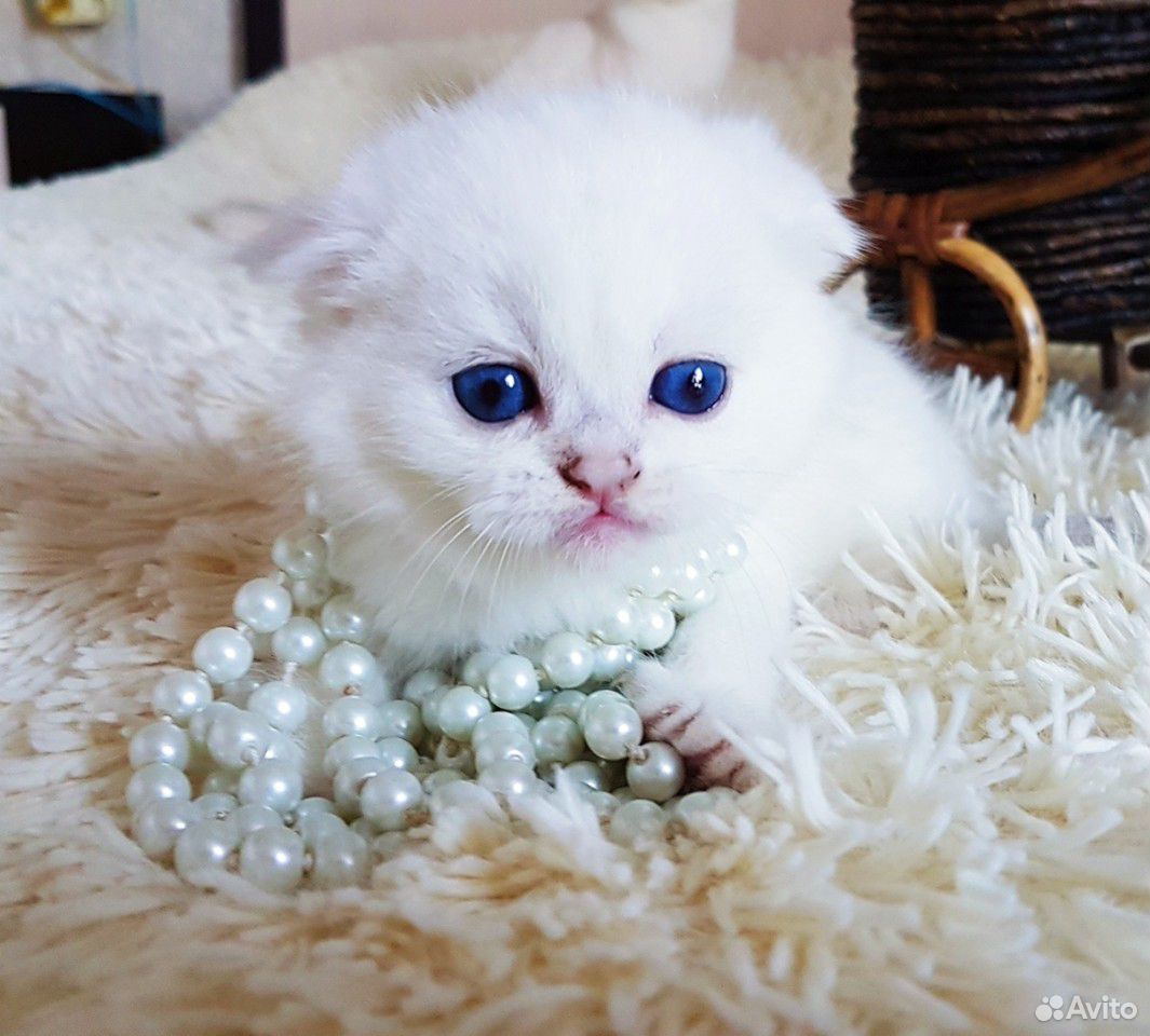 Прекрасный плюшевый котик с синими глазками купить на Зозу.ру - фотография № 10