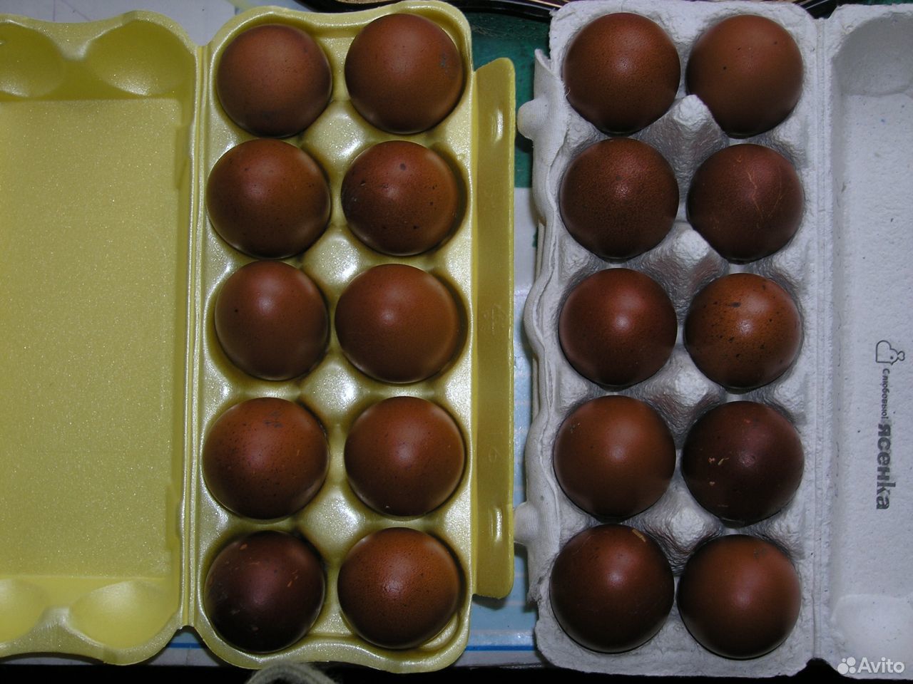 Яйцо на инкубацию Люкэйданцзы, Маран купить на Зозу.ру - фотография № 3