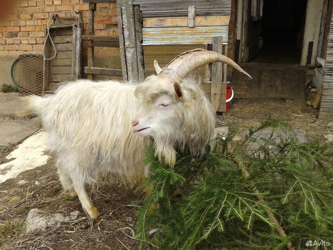 Продам молодого козла от племенной молочной козы купить на Зозу.ру - фотография № 4