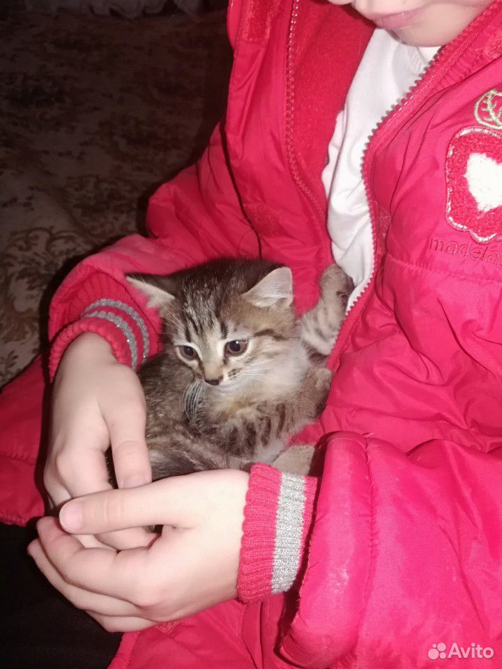 Отдам котёнка в добрые руки 1 месяц, к лотку приуч купить на Зозу.ру - фотография № 4