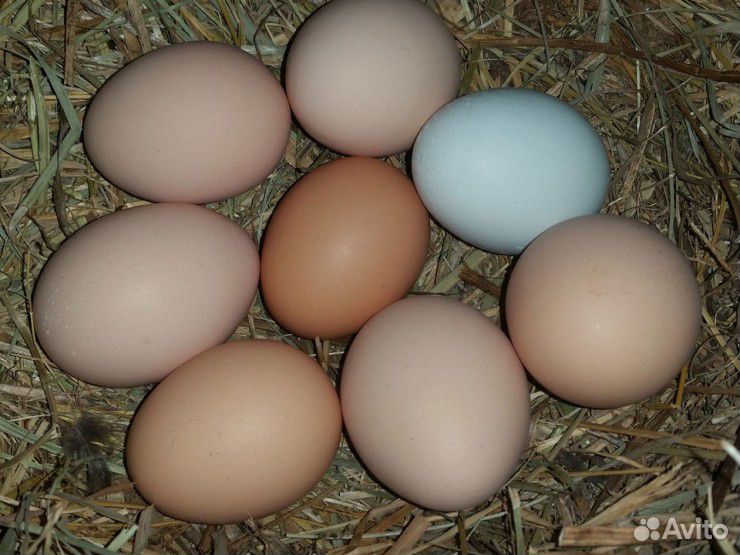 Инкубационное яйцо и цыплята купить на Зозу.ру - фотография № 4