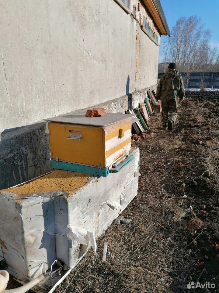 Средне- русские пчелы купить на Зозу.ру - фотография № 2