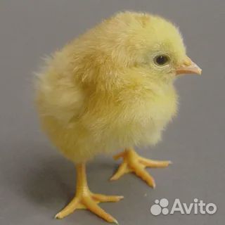 Цыплята кур-несушек купить на Зозу.ру - фотография № 1