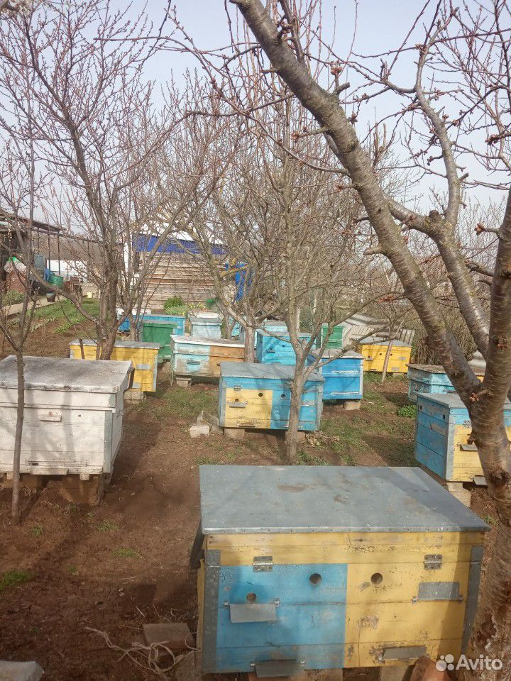 Пчело-пакеты купить на Зозу.ру - фотография № 4