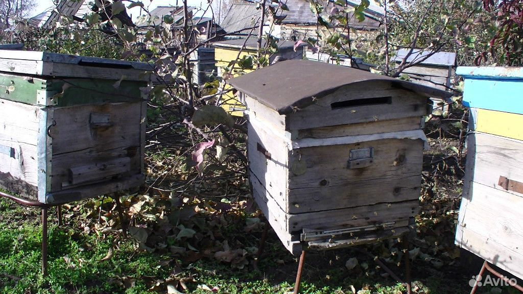 Пчёлы, пчёлосемьи купить на Зозу.ру - фотография № 2