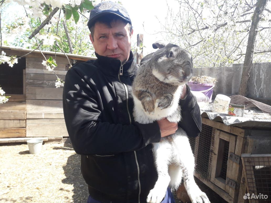Кролик купить на Зозу.ру - фотография № 10