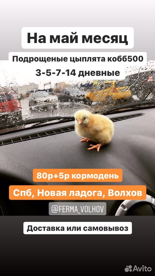 Подрощеные цыплята кобб500 купить на Зозу.ру - фотография № 1