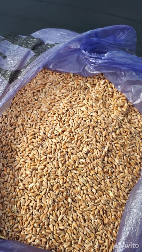 Пшеница, зерно купить на Зозу.ру - фотография № 3