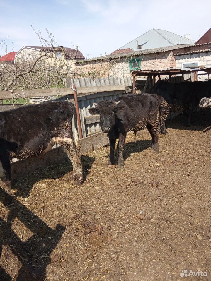 Коровы на мясо бычки от недели до года купить на Зозу.ру - фотография № 6