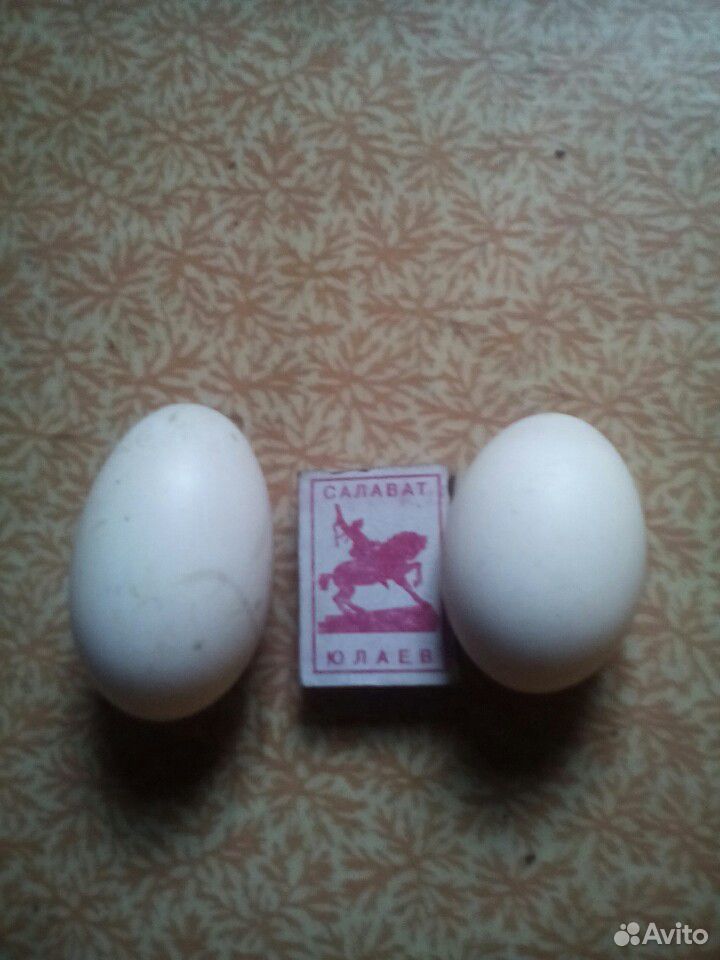 Инкубационное яйцо уток купить на Зозу.ру - фотография № 1