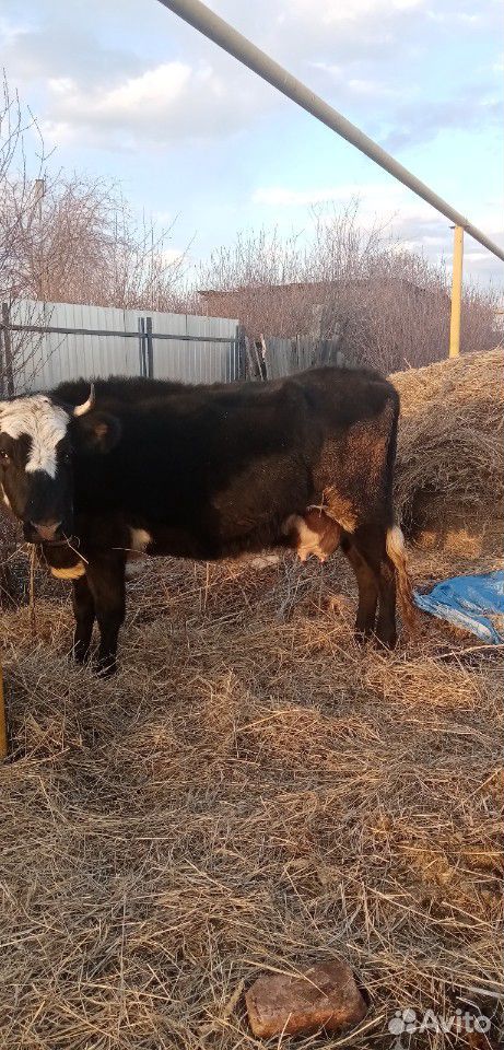 Бык и две молочные Коровы купить на Зозу.ру - фотография № 6