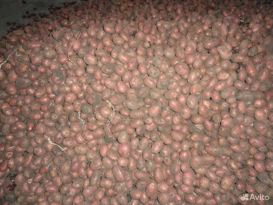 Семена картофеля (сорт Невский,разара,тулеевский о купить на Зозу.ру - фотография № 1