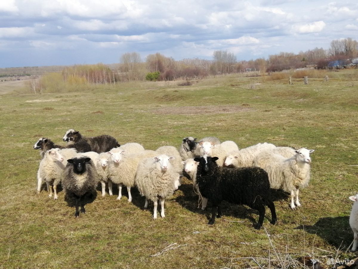 Продаю овец купить на Зозу.ру - фотография № 7