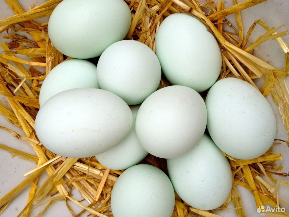 Яйца утиные (инкубационные) и куриные купить на Зозу.ру - фотография № 1