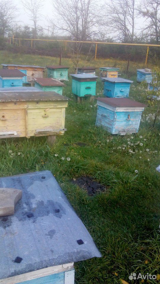 Продажа пчелопакетов купить на Зозу.ру - фотография № 1