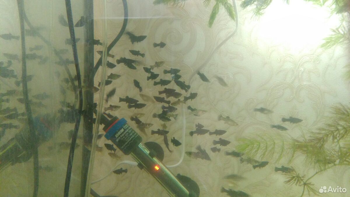 Рыбки моллинезии.аквариумное растение роголистник купить на Зозу.ру - фотография № 1