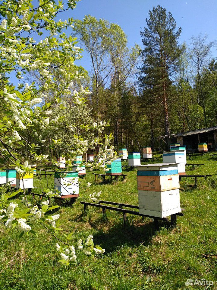 Пчелы на высадку рамка 300 и230 купить на Зозу.ру - фотография № 1