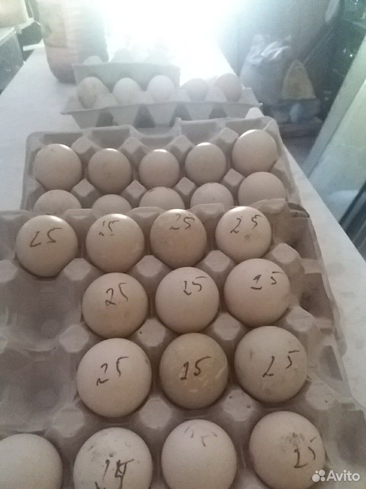 Продажа инкубационного импортного яйца мускусной у купить на Зозу.ру - фотография № 1