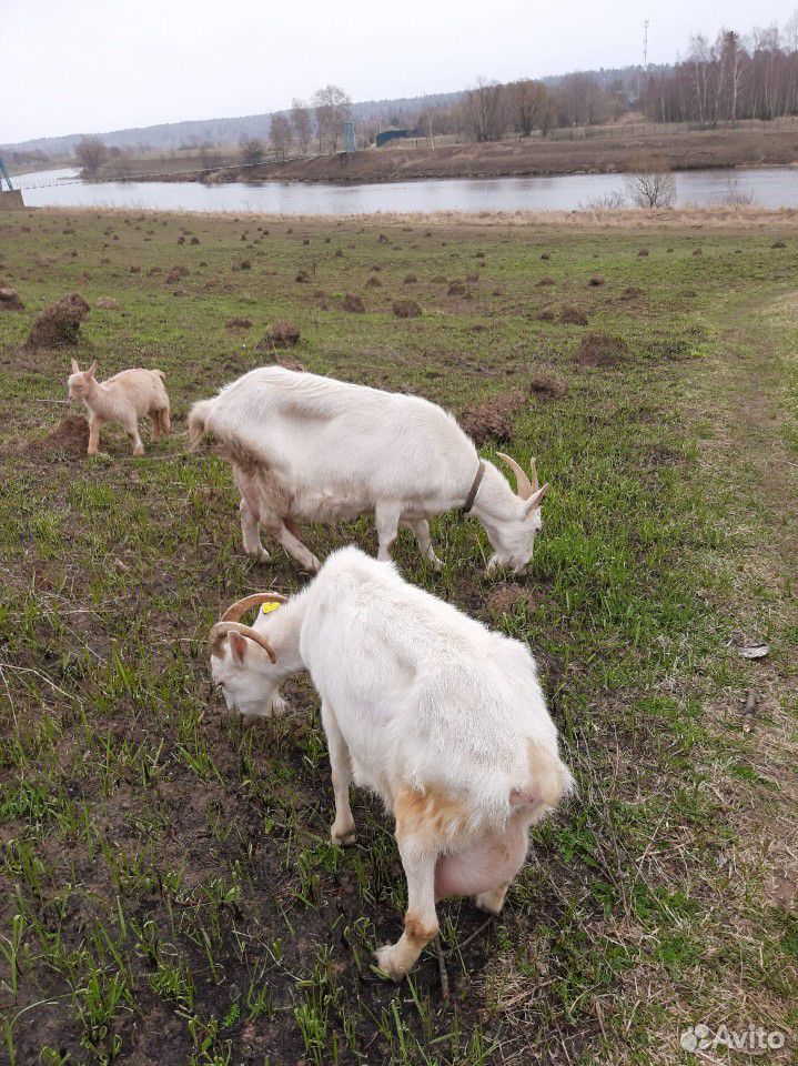 Козлята зааненских высокоудойных коз купить на Зозу.ру - фотография № 3