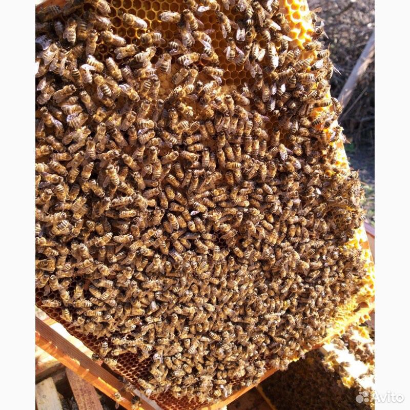 Купить семью пчел. Сельхоз животные и пчелы. Купить маток украинской Степной породы в России.