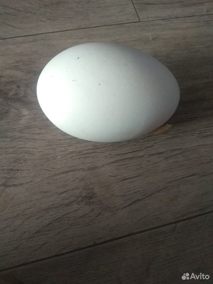 Инкубационное яйцо Гусиное - индоутиное- куриное купить на Зозу.ру - фотография № 1
