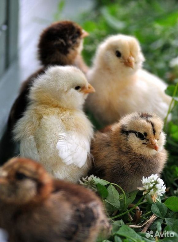Цыплята и гусята купить на Зозу.ру - фотография № 1