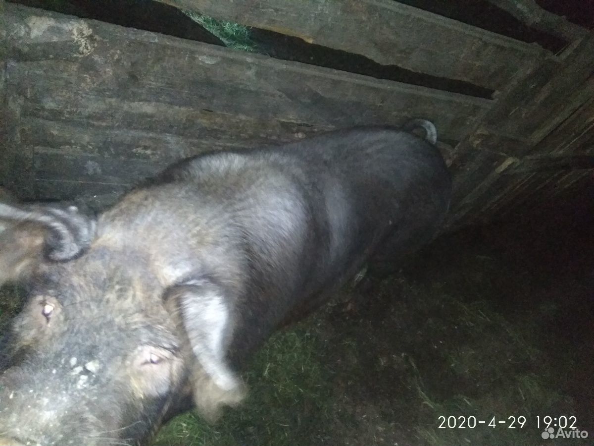 Продаются свини купить на Зозу.ру - фотография № 1