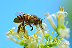 Продаются пчелосемьи,ульи, медогонка купить на Зозу.ру - фотография № 1