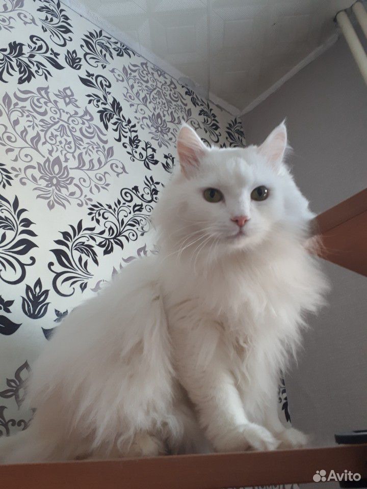 Котенок белый сибирский с приданым купить на Зозу.ру - фотография № 5